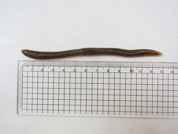 Jackall 4 8inch Flick Shake 4 8インチ フリックシェイク 重さ 使い方 飛距離