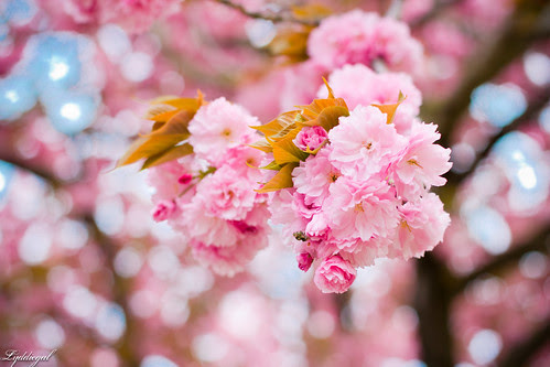 cherry blossoms.jpg