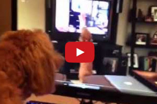 Dog Barking At A Video Of Herself Barking At A Video Of Herself...