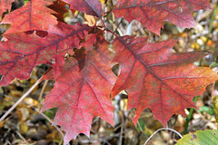 leaves 11