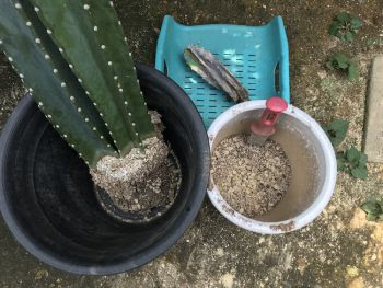 柱サボテンの植替え 観葉植物の鉢植え替え 植栽管理 みどり屋