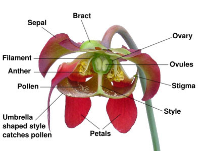 Pollination And Fertilization. quot;rewardquot; for pollinators),