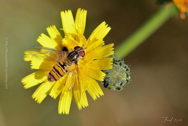 IMG_7038-signée