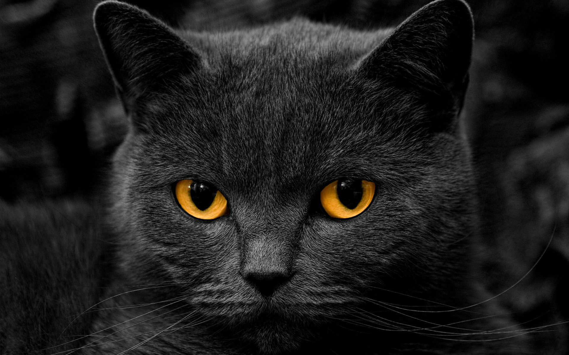  Cat  HD  Wallpapers  1080p 64 images 
