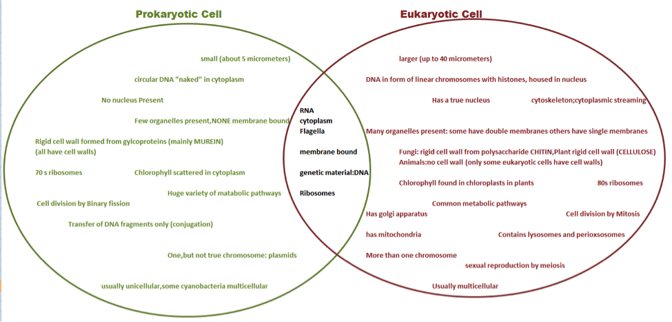 Venn diagram: Eu + Pro - Cell process