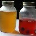 Kombucha tea, kombucha starter, kombucha SCOBY, SCOBY, kombucha mother