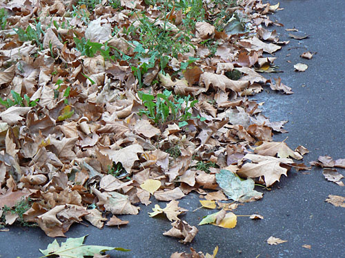 feuilles mortes.jpg