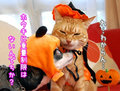 チワワとトラ猫