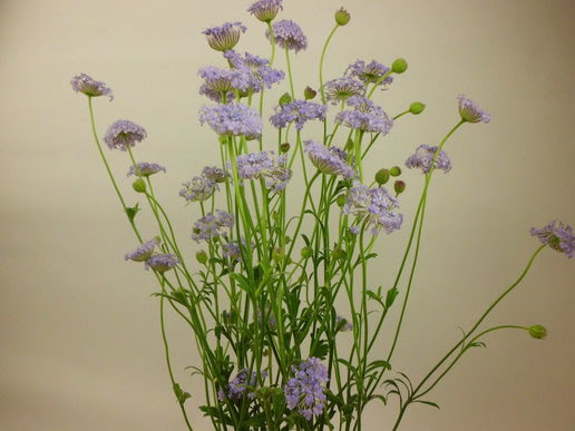 ディディスカス ブルーレースフラワー Flore21葛西店ブログ