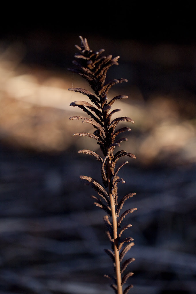 old fern3