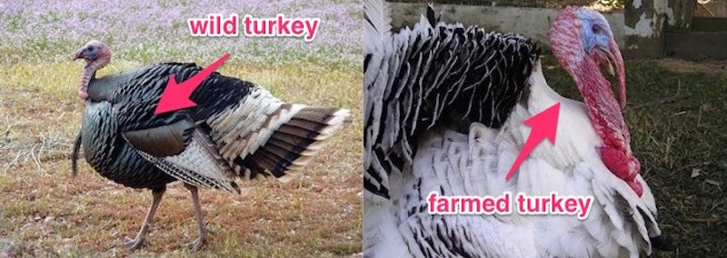turkey skitch