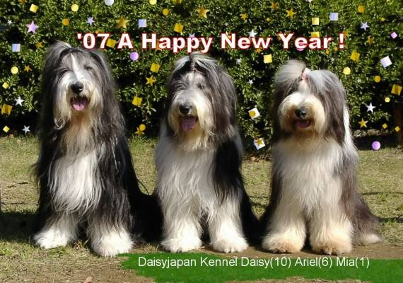 硬い どう つまずく アリエル 犬 犬 種 Re Conte Jp