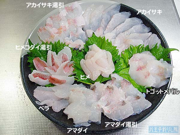 アカアマダイ 赤甘鯛 八王子釣りし隊の魚図鑑