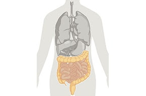 Human Body Anatomy - Intestines