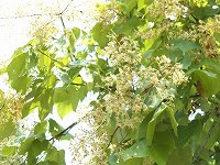 ９月３日の誕生花 アオギリ 青桐 の花言葉 秘めた恋 誕生日の木の大きな葉がつくる涼しい木陰に 秘めた意志 弥生おばさんのガーデニングノート 花と緑の365日 楽天ブログ