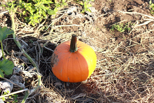 pumpkin6