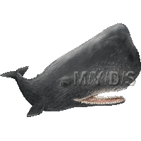 抹香鯨 マッコウ クジラのイラスト 条件付フリー素材集