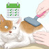 How to Help Cat With Hairball
