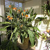 Strelitzia Reginae Vs Nicolai Indoor - Pass på så de ikke utsettes for trekk.