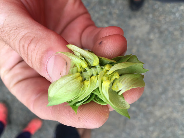 Fresh Hop Century-46.jpg