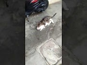 Berikut Unik Lucu kucing kawin paling aneh NO EDITAN, terhot!