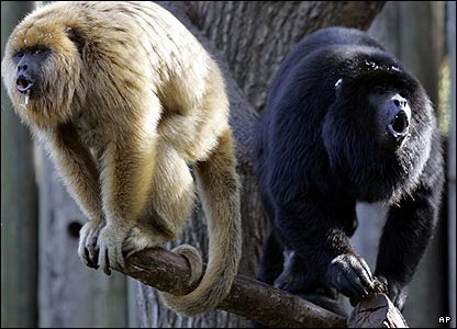 http://news.bbc.co.uk/media/images/41082000/jpg/_41082494_monkey_ap.jpg