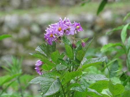 ジャガイモ 花は摘む