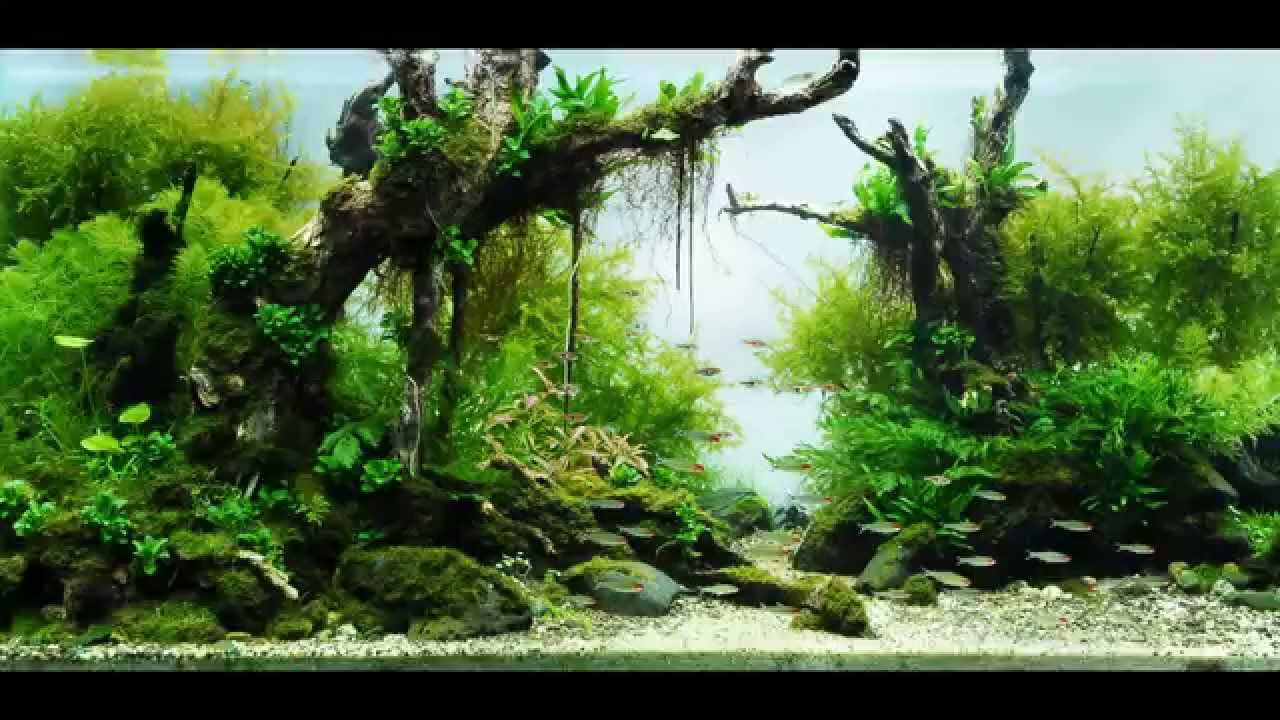Most Beautiful Aquascapes Underwater Landscapes  YouTube