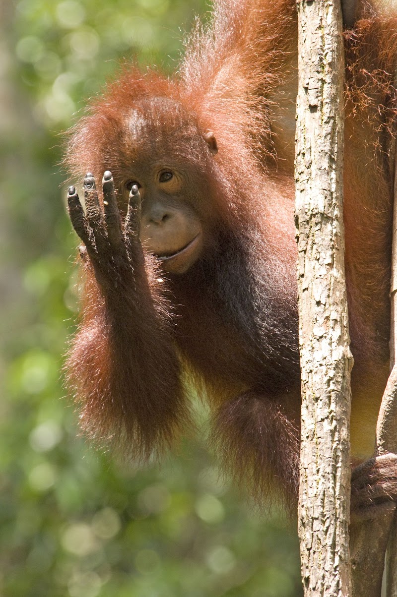 Inspirasi Top Juvenile Orangutan