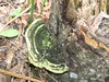 some kind of fungus