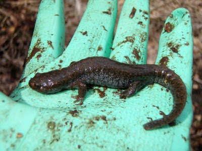 9月24日 特別講演会 栃木県のトウキョウサンショウウオ を開催します 栃木県立博物館公式ブログ
