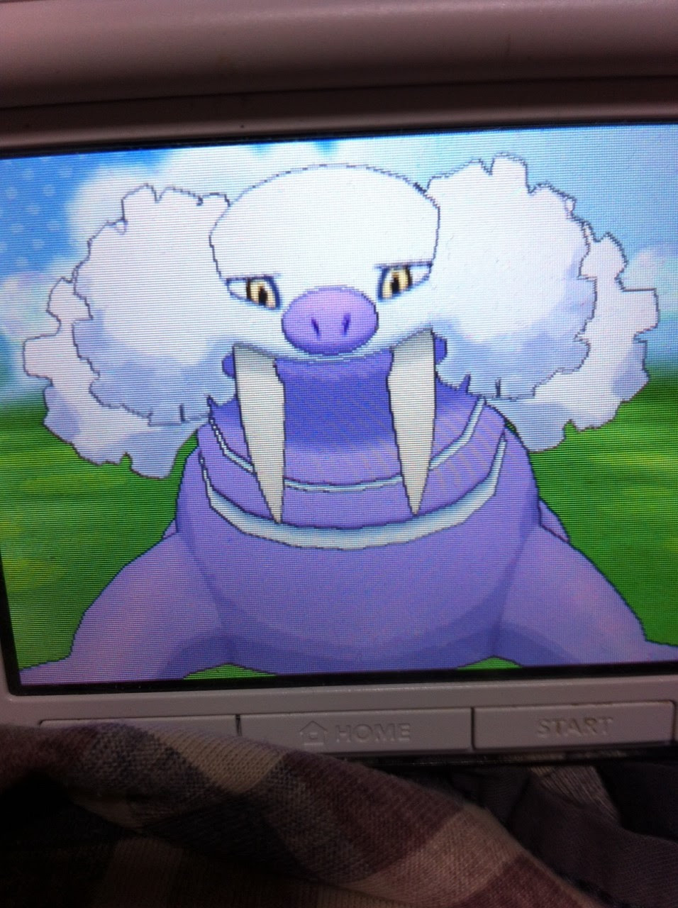 色違いに釘付け トドゼルガ Oras