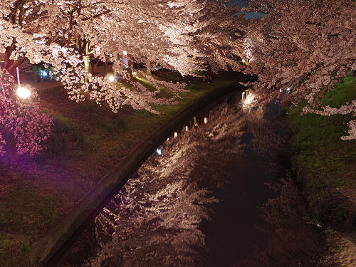 美しい夜桜ライトアップ 佐保川桜まつり燈火会 奈良市 By 奈良に住んでみました