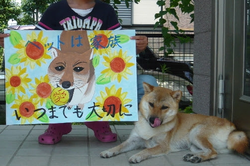 柴犬くるみのおきらクーな暮らし