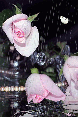 Цветы под дождём...