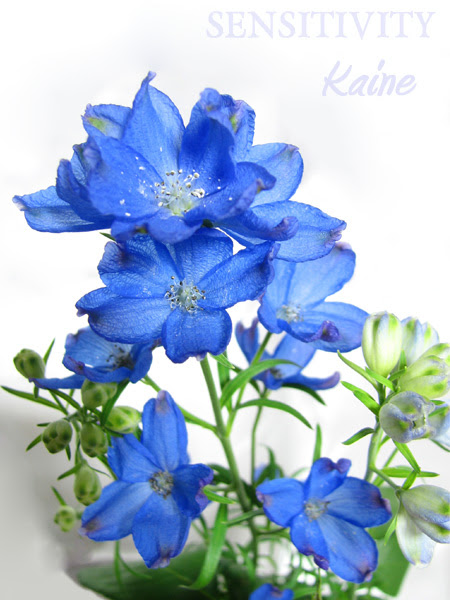 Sensitivity 青系 デルフィニウム