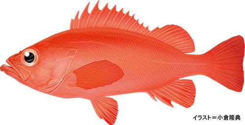 アコウダイ 阿候鯛 赤魚鯛 魚の生態 海水編 房総爆釣通信