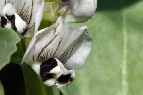 fava flower