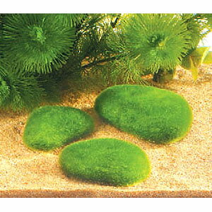 まりも 毬藻 の育て方 水温や水換えの仕方など管理のコツをご紹介 2ページ目 Botanica
