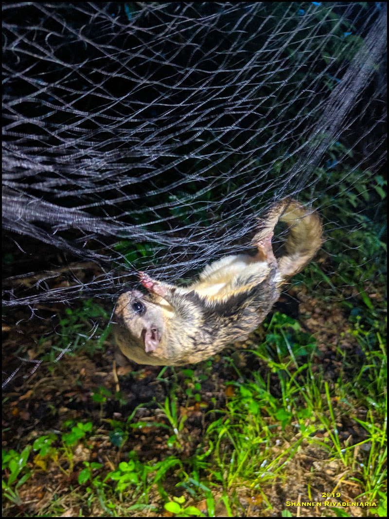 Flying Squirrel
