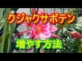 √無料でダウンロード！ サボテン 株分け 方法 149048-サボテン 株分け 方法