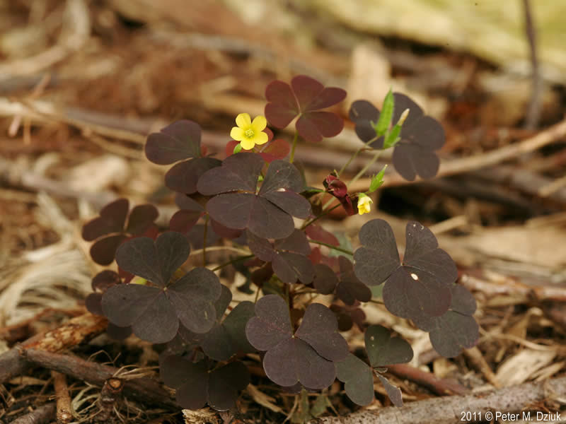 Oxalis Stricta Yellow Wood Sorrel Minnesota Wildflowers
