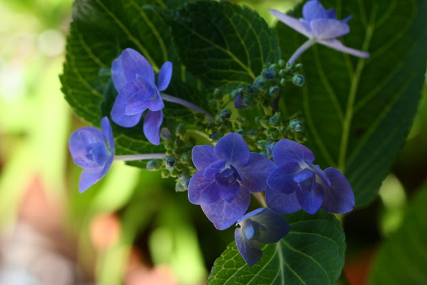 紫陽花 城ヶ崎 1 写真共有サイト フォト蔵