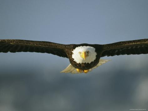 An American Bald Eagle in Flight Photographic Print