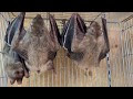 コウモリ 飼う 338152-コウモリ 飼う 値段