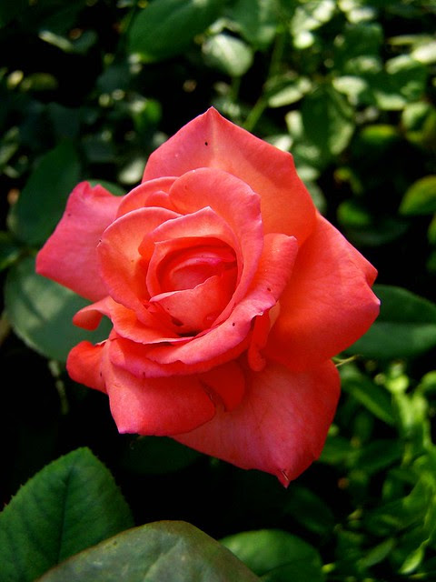 rose6
