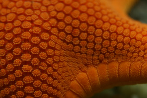 Starfish macro
