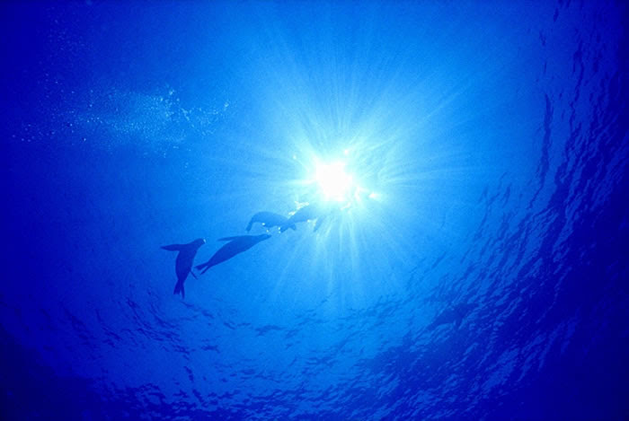 animals the zone sunlight of Fish Zone Sunlit.jpg Sunlight
