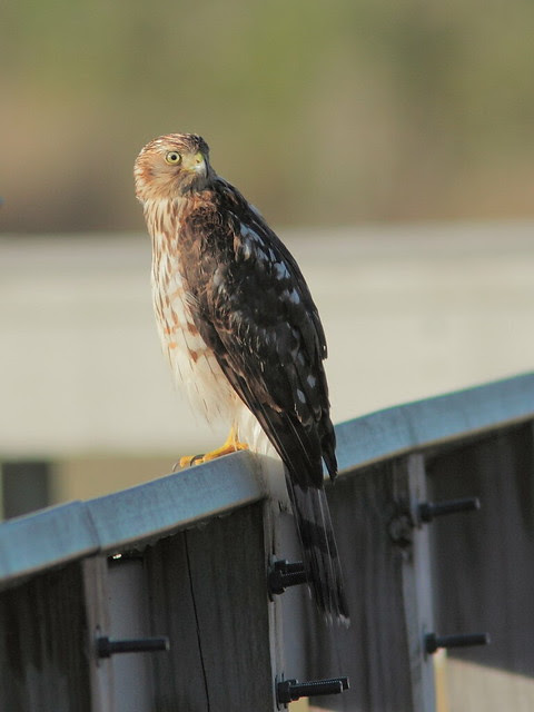 Broad-winged Hawk 20121207