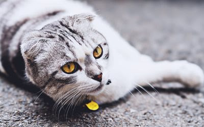 ダウンロード画像 灰色猫 フリー 壁紙デスクトップ上 ページ 1